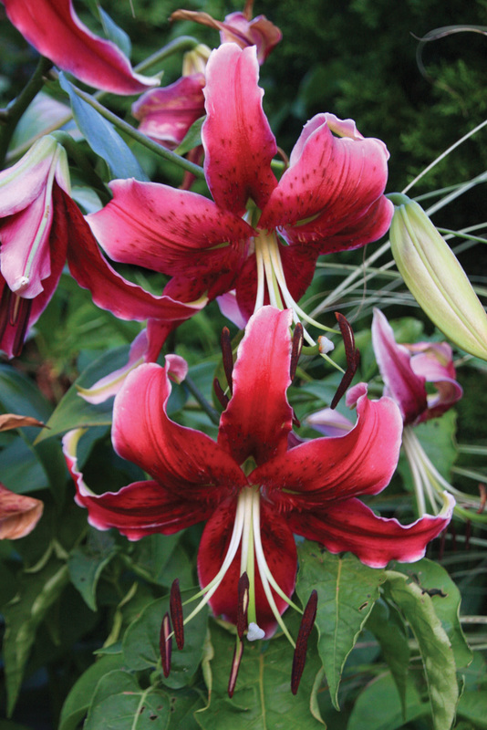 Lilium O.T. 'Miss Feya'